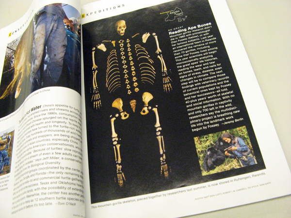 Eriksen arranged gorilla bones into a skeleton shape to illustrate this story in the March 2009 issue of National Geographic.
