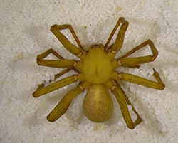 New spider species discovered in southern Indiana cave