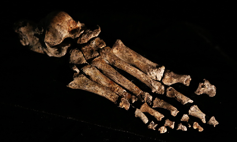 The foot of Homo naledi (photo by John Hawks)