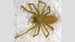  Islandiana lewisi