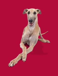 Grady the Greyhound, UIndy's third live mascot in school history