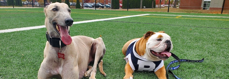 UIndy Mascot Grady and Butler University's Blue