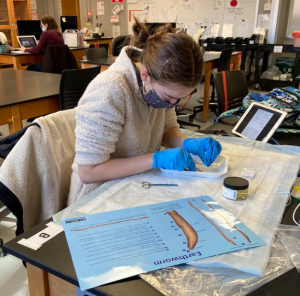 A student dissects a worm using a biology kit.