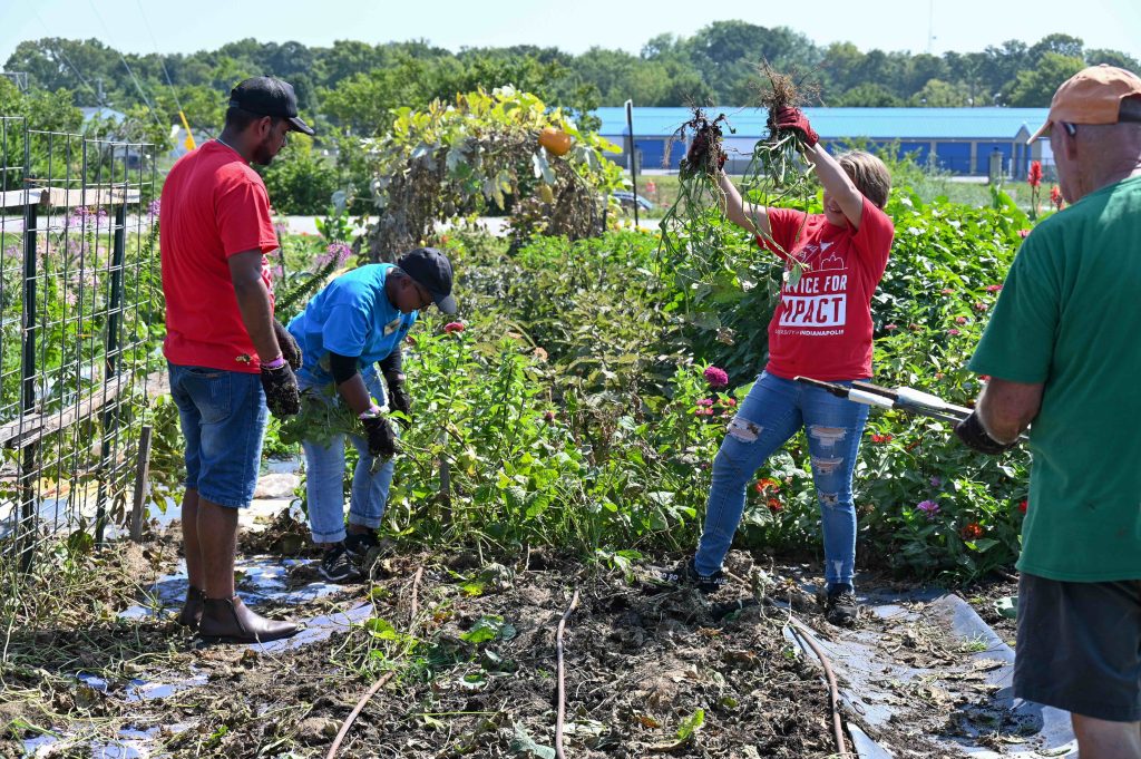 Photo of UIndy students clearing crops in Bethany Community Gardens