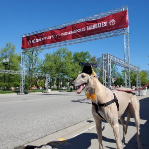 Photo of Grady the Greyhound wearing a graduation cap and standing at the entrance of the 2020 UIndy Commencement Parade