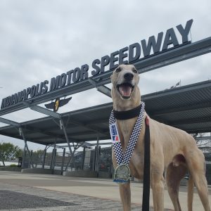 Photo of Grady the Greyhound wearing the Indy Mini Marathon medal outside the entrance of Indianapolis Motor Speedway