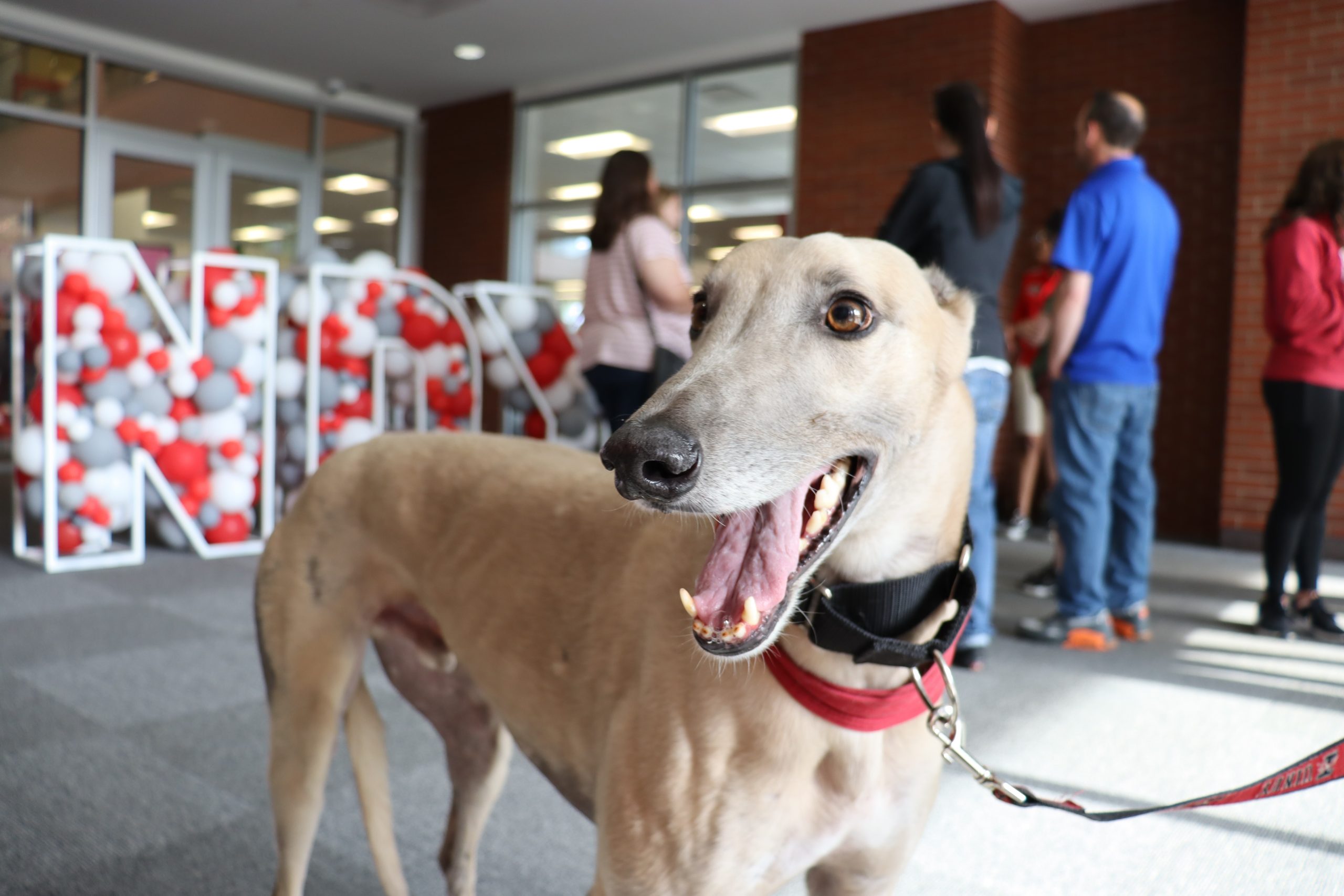 Photo of Grady the Greyhound in front of balloon sign that spells "UINDY"