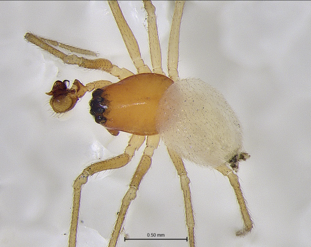 Ceratinopsis tybeensis male (SPIDER)