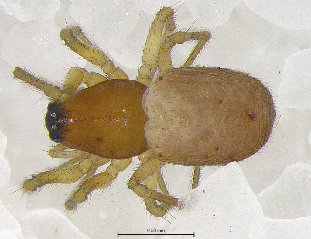 Ceratinopsis tybeensis female (SPIDER)
